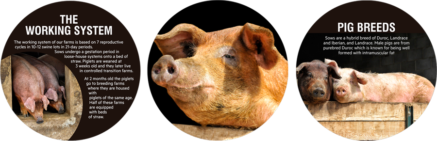 Duroc uit Spanje